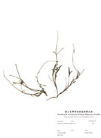 藏品(香茹)的圖片